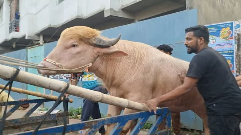 বিশ্বজুড়ে ভাইরাল ‘ডোনাল্ড ট্রাম্প’ মহিষটি কোরবানি হচ্ছেনা